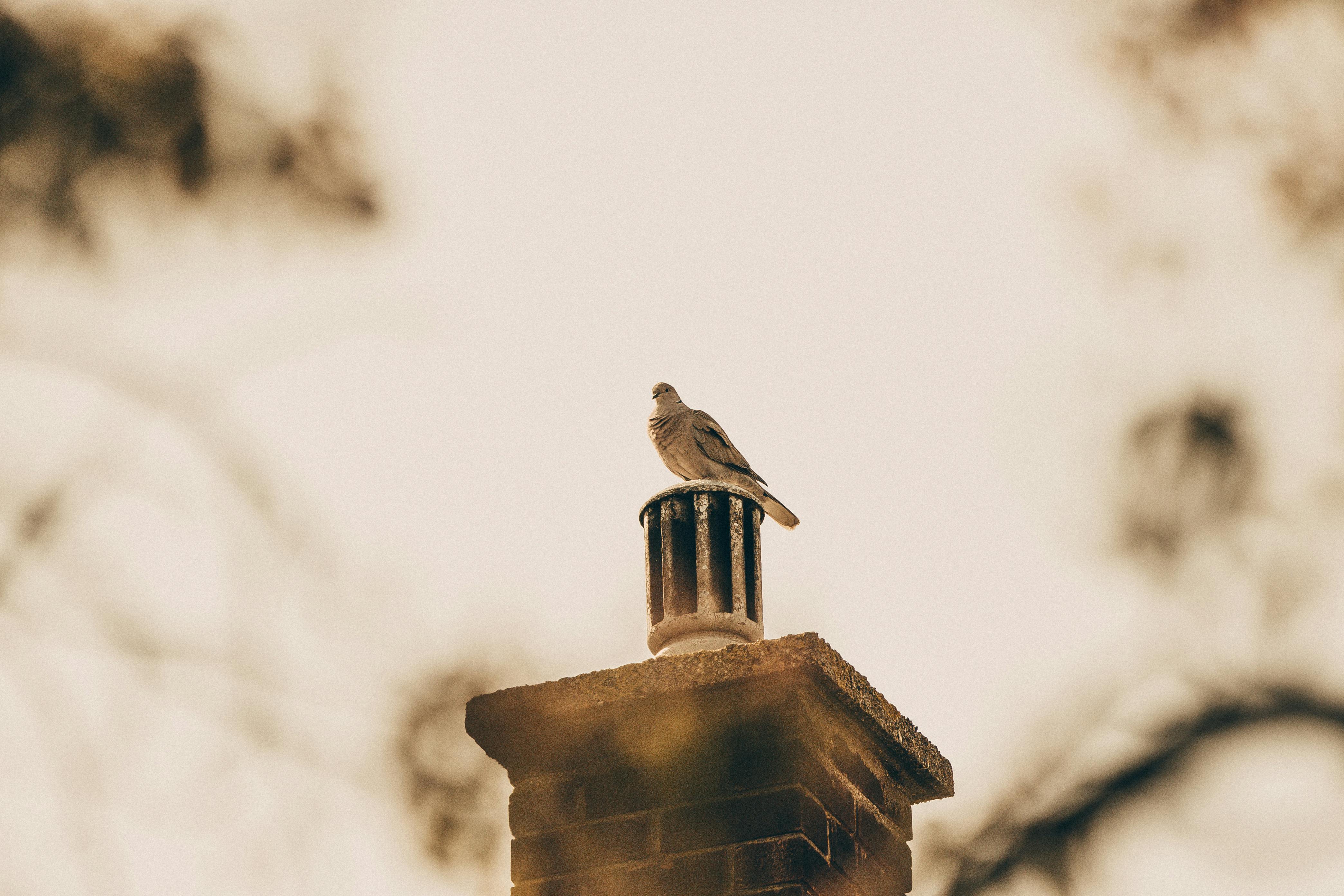 Quality Chimney Caps and Dampers Installation in Westchester, CA Professional Chimney Cap and Damper In Westchester California